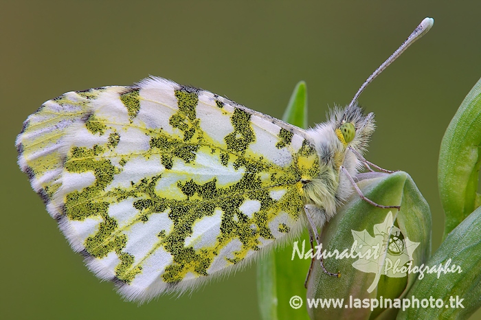 Anthocharis cardamines??